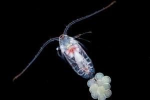 Najsilnejšie zvieratá na zemi